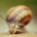 Slimák, slimák, vystrč ...